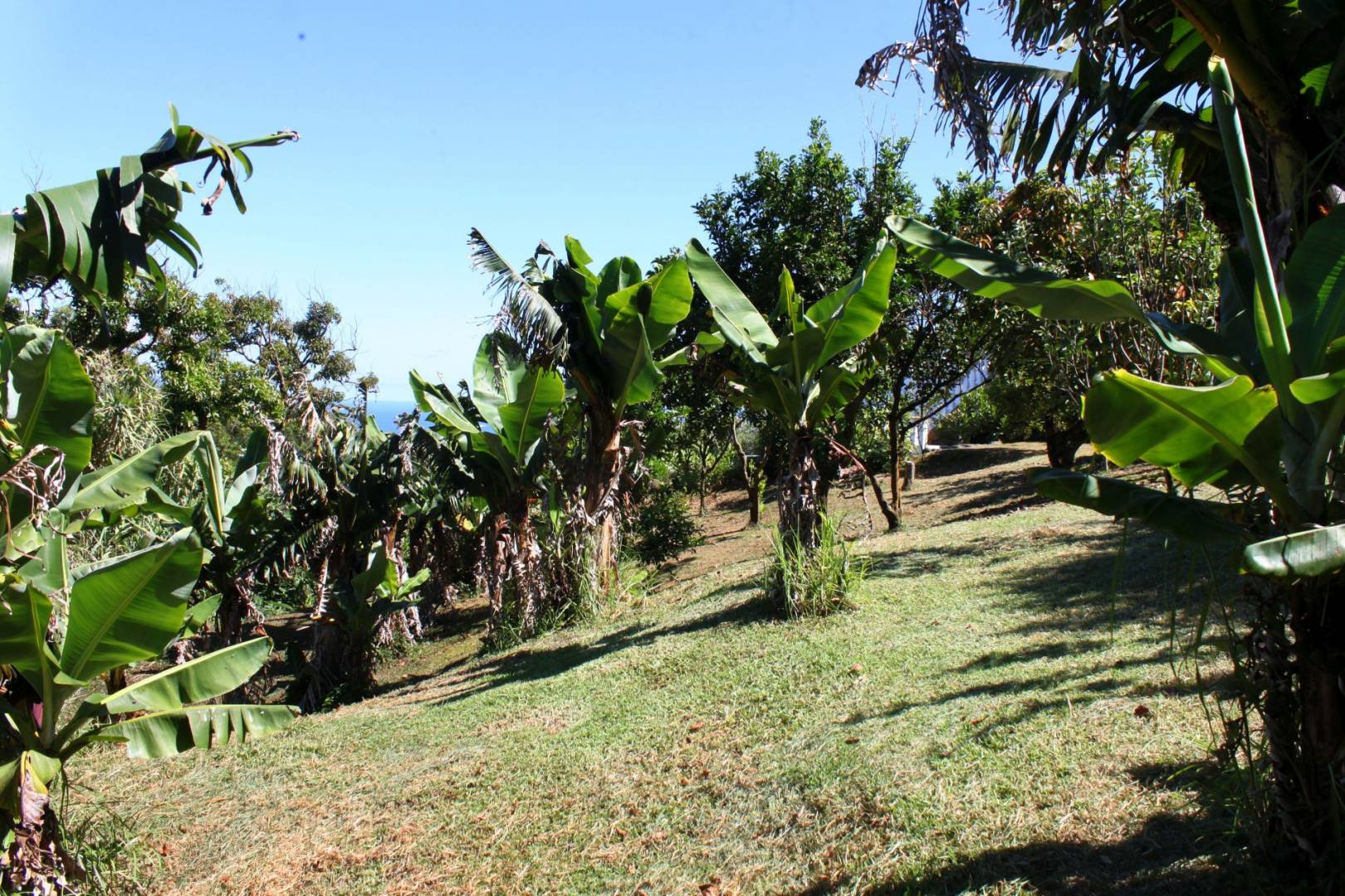 Guesthouse view garden Faial