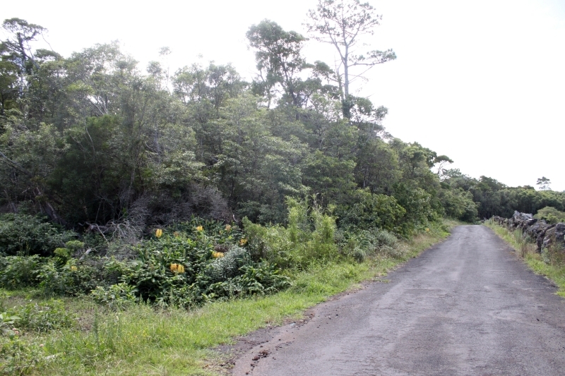 nature forest view Pico