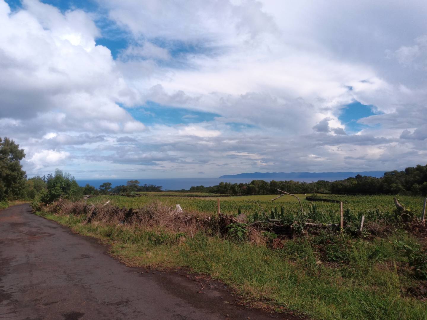 nature forest view Pico