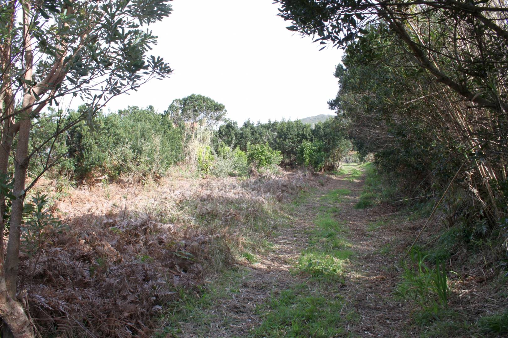 Large plot view Faial