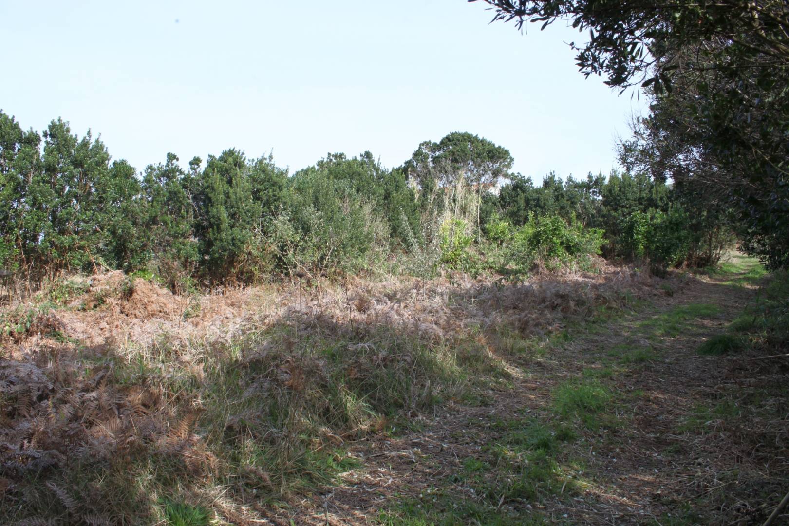 Large plot view Faial