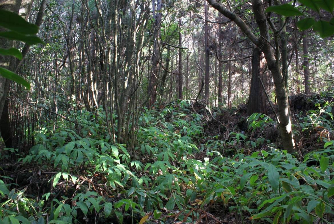 Forest plot Varadouro Faial