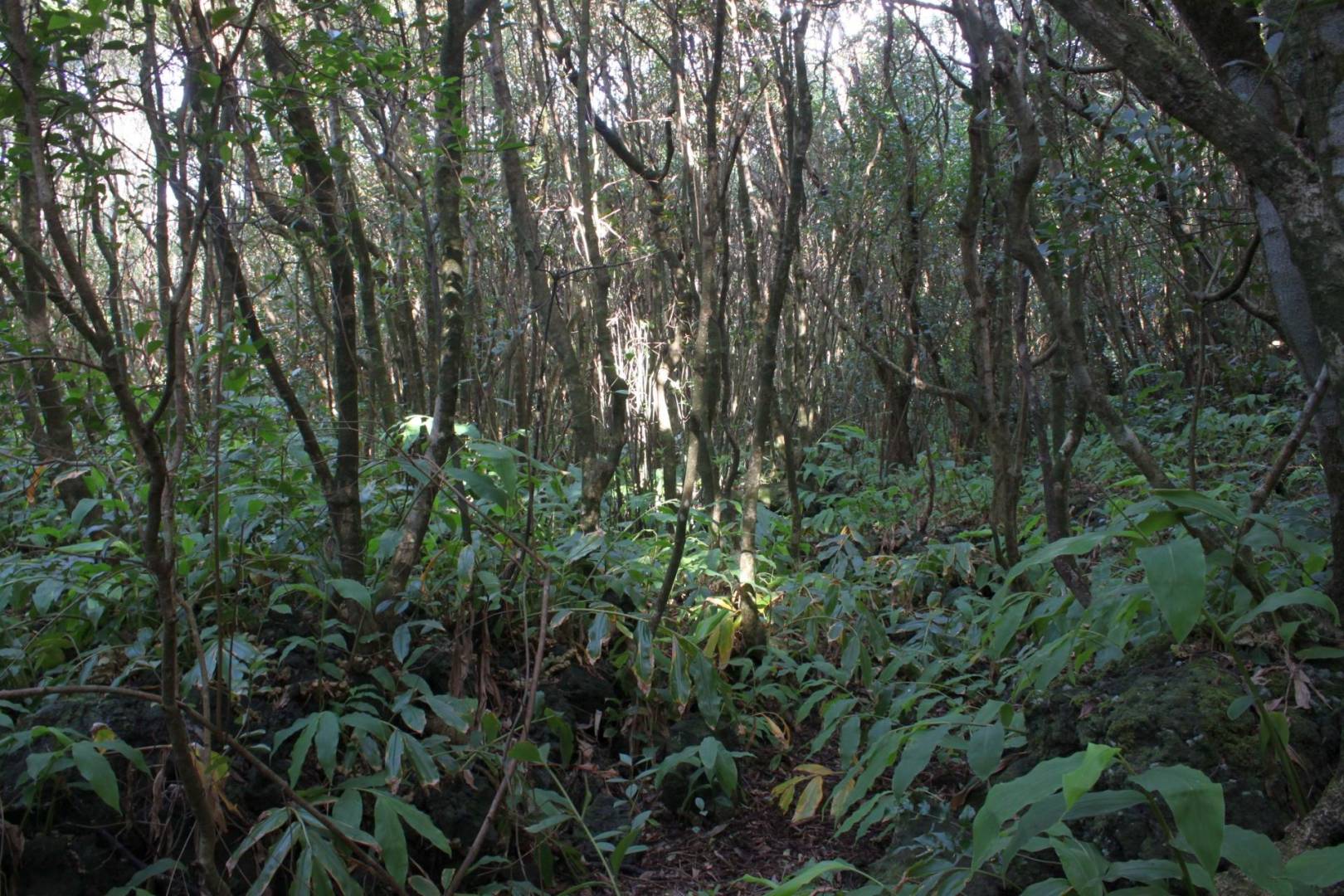 Forest plot Varadouro Faial