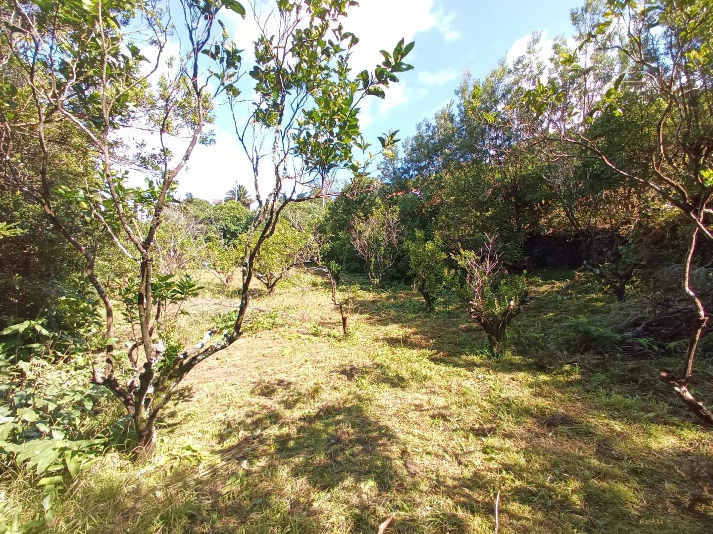 building plot location Faial
