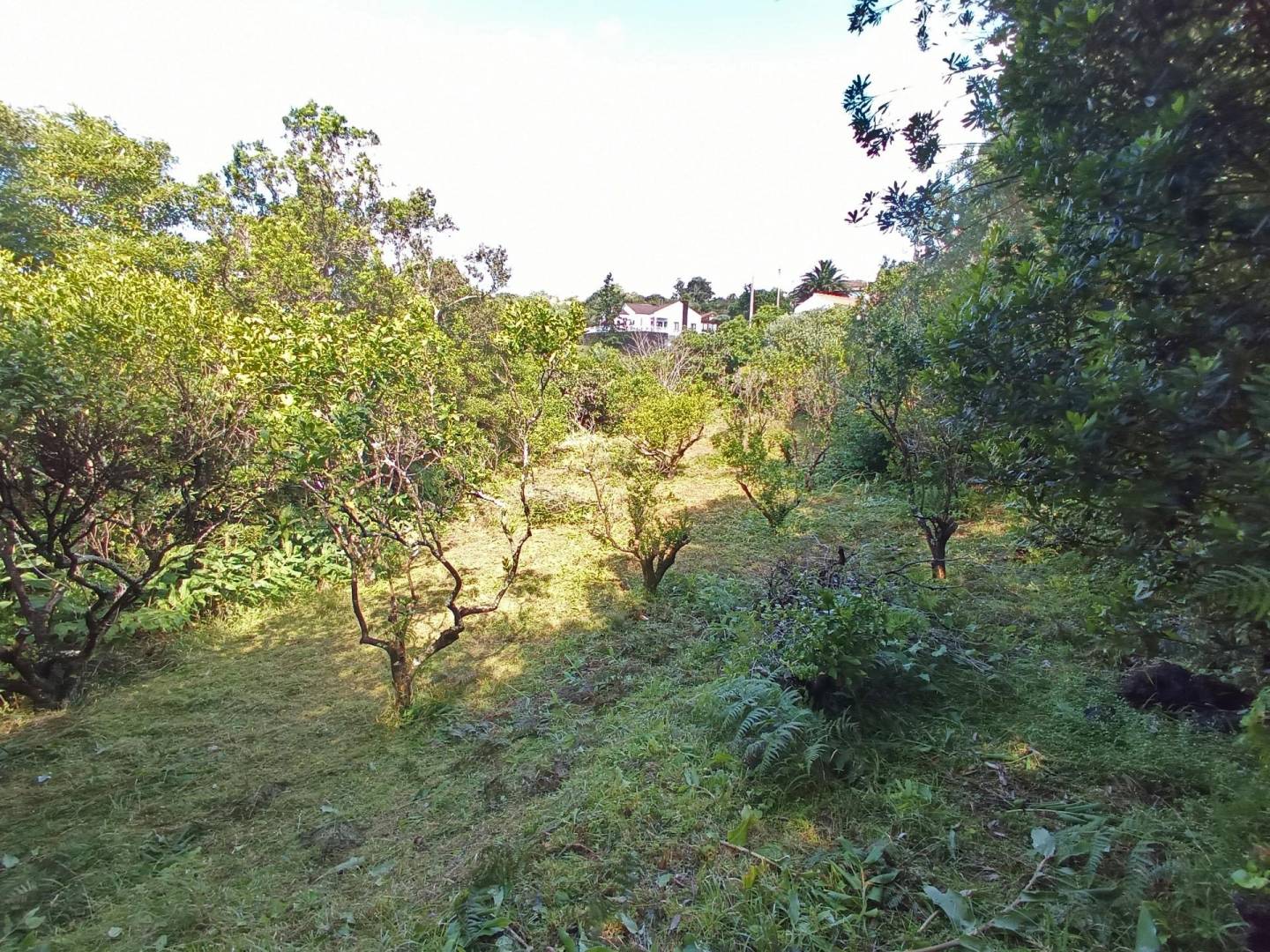 building plot location Faial
