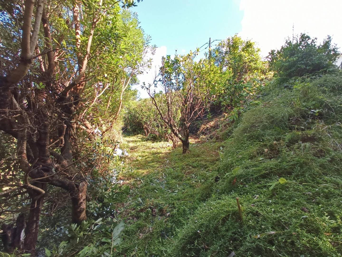 building plot location Faial