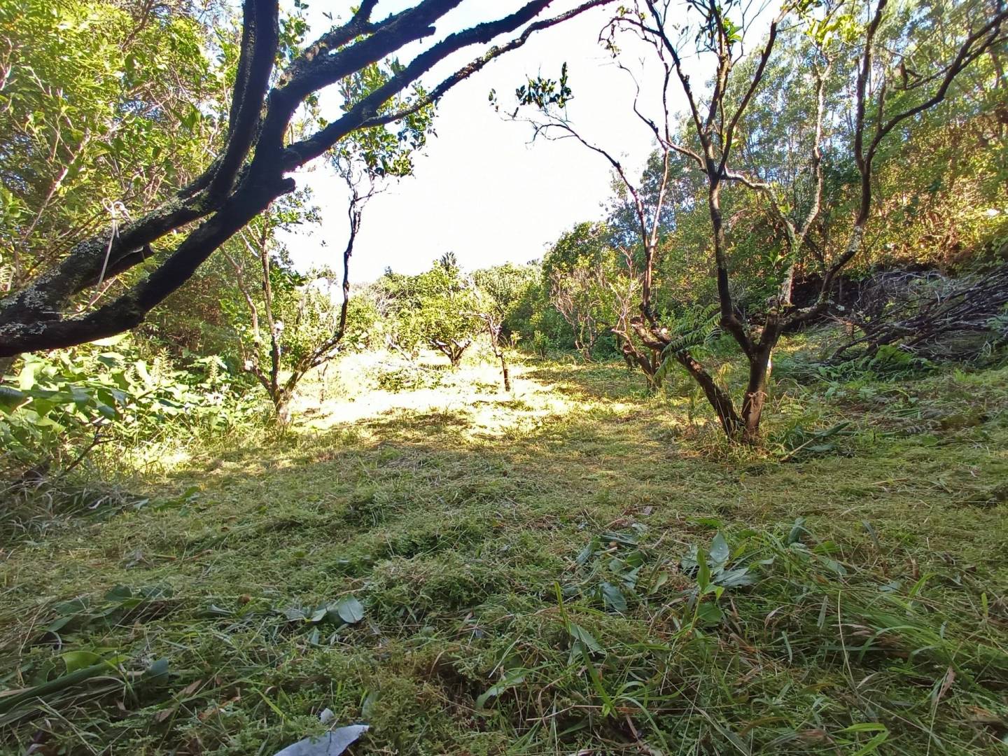 building plot location Faial