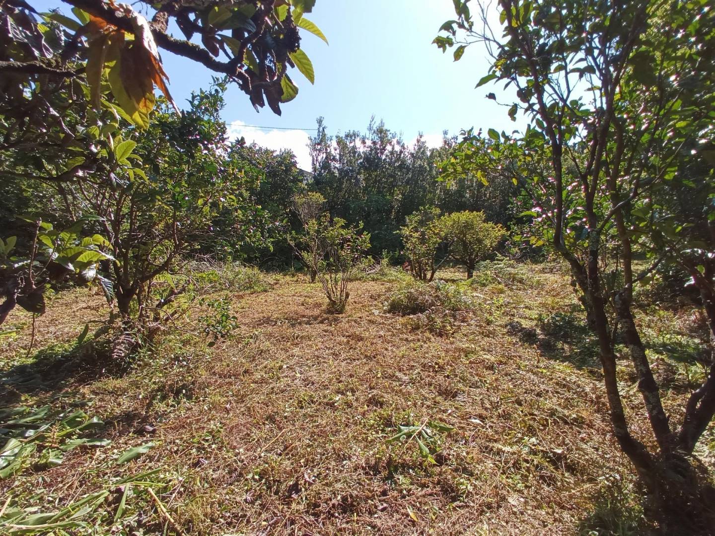 building plot location Faial