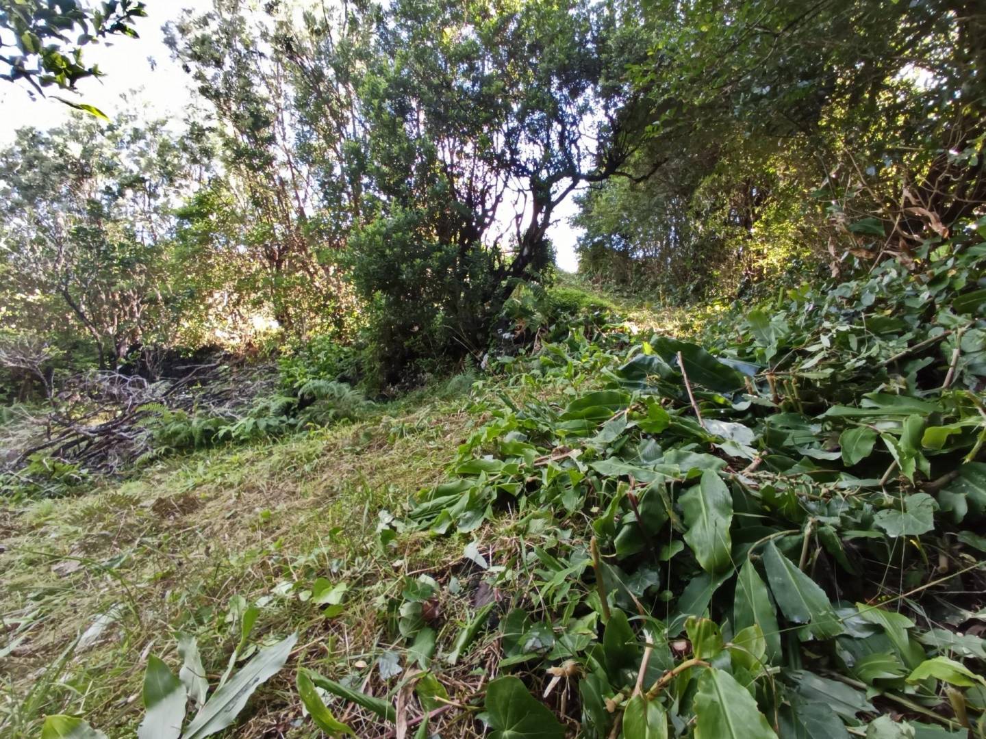 building plot location Faial