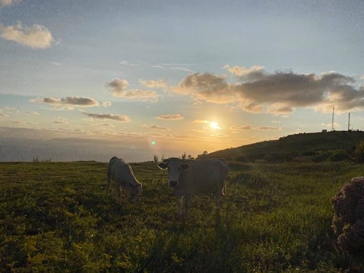 plot views privacy faial