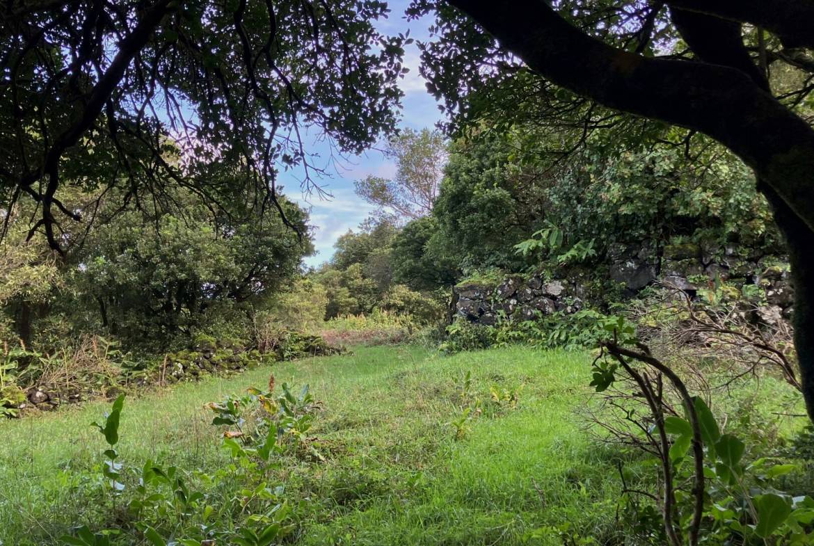 land forest ruin rebuilding