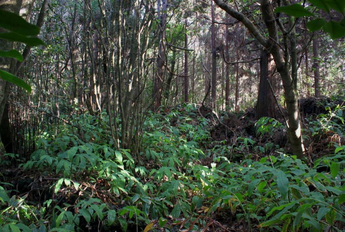 forest plot varadouro faial