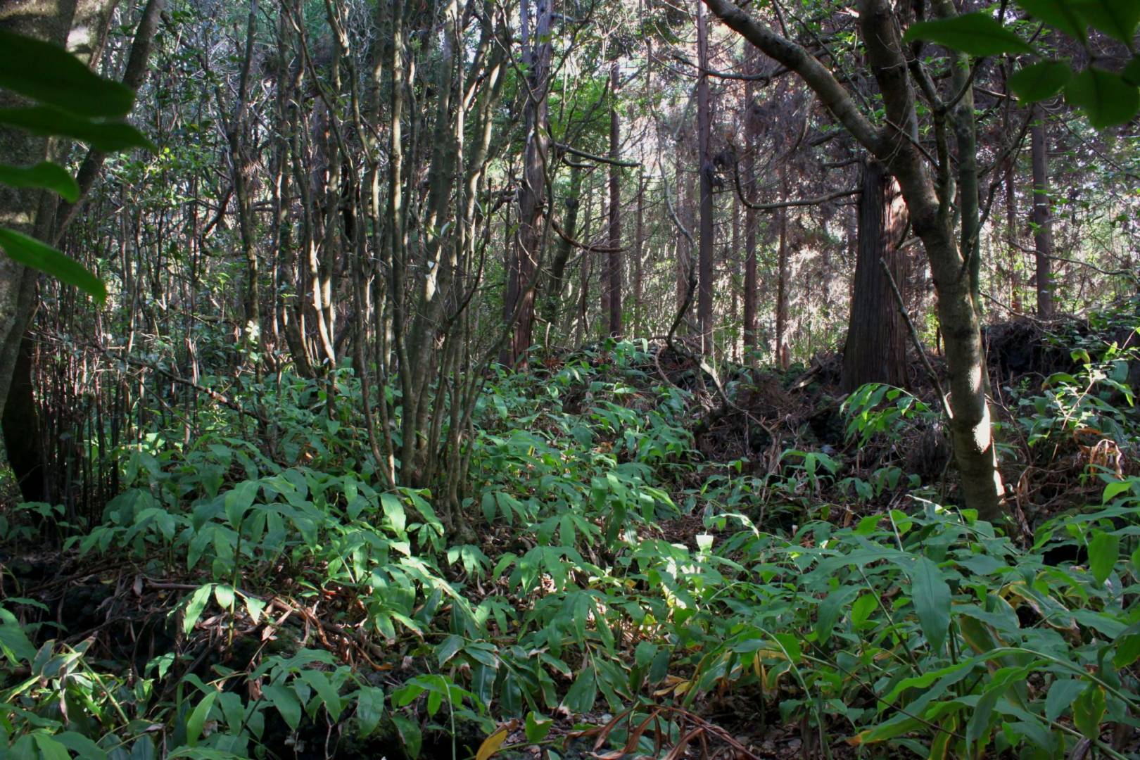 forest plot varadouro faial